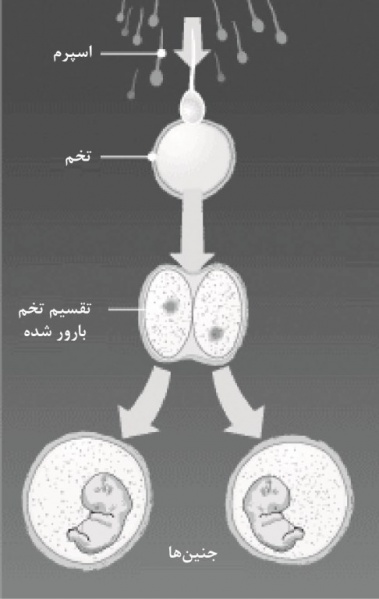 پرونده:20197200.jpg
