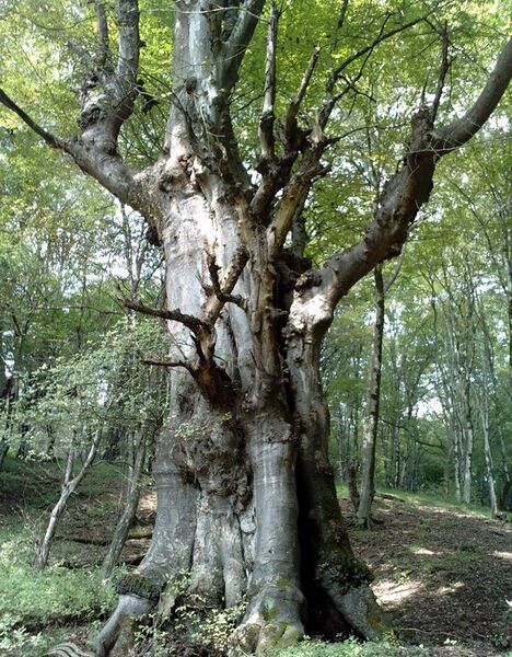 پرونده:2042186711- 2.jpg