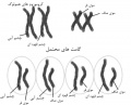 تصویر بندانگشتی از نسخهٔ مورخ ‏۲۱ مهٔ ۲۰۱۷، ساعت ۰۵:۴۶