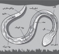 تصویر بندانگشتی از نسخهٔ مورخ ‏۲۱ مهٔ ۲۰۱۷، ساعت ۰۵:۴۶