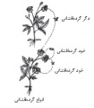 تصویر بندانگشتی از نسخهٔ مورخ ‏۲۱ مهٔ ۲۰۱۷، ساعت ۰۵:۴۶