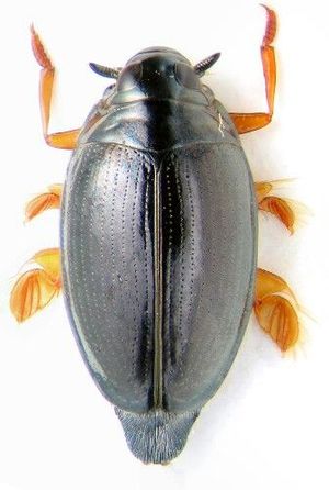 سوسک چرخ زن