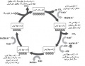 تصویر بندانگشتی از نسخهٔ مورخ ‏۲۱ مهٔ ۲۰۱۷، ساعت ۰۵:۴۶