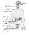 تصویر بندانگشتی از نسخهٔ مورخ ‏۲۱ مهٔ ۲۰۱۷، ساعت ۰۵:۴۶