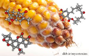 تولید گونه‌ای از مایکوتوکسین بر روی ذرت