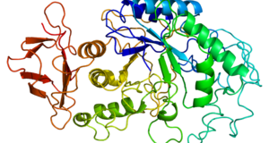 آنزیم آمیلاز