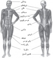 تصویر بندانگشتی از نسخهٔ مورخ ‏۲۱ مهٔ ۲۰۱۷، ساعت ۰۵:۴۶