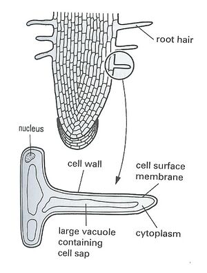 Root hair diagram.jpg