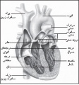 تصویر بندانگشتی از نسخهٔ مورخ ‏۲۱ مهٔ ۲۰۱۷، ساعت ۰۵:۴۶